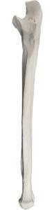 Eisco® Individual Bones, Appendicular