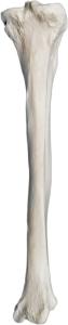 Eisco® Individual Bones, Appendicular