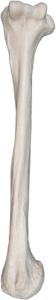 Eisco® Individual Bones, Appendicular