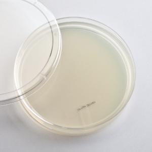 Ward's® Luria Agar Media Plates and Pour Packs