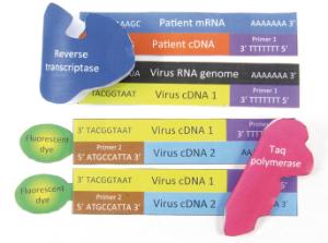 Model kit Covid-19 dna test