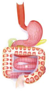 Model kit digestive system