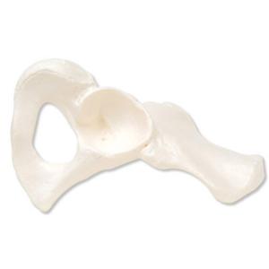 3B Scientific®  Hip Bone