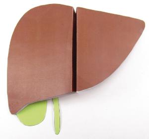 Model kit liver/spleen