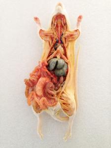 Plastinated Rat Dissection