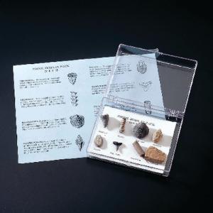 Ward's® Fossil Display Pack