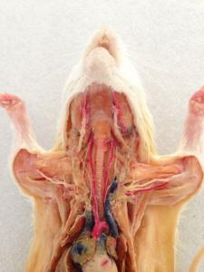 Plastinated Rat Dissection