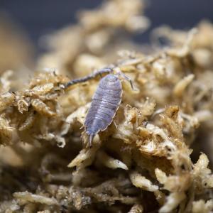 Powder blue isopods