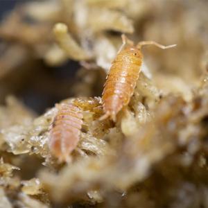 Powder orange isopods