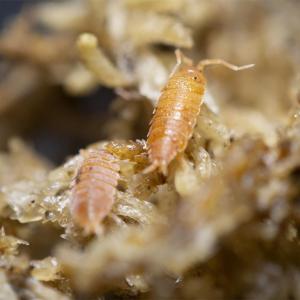 Powder orange isopods