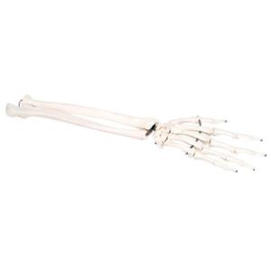3B Scientific® Individual Bones