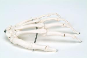 3B Scientific®  Wire Mounted Hand Skeleton