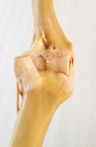 Plastinated Equine Limbs And Joints