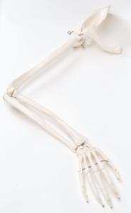 3B Scientific® Individual Bones