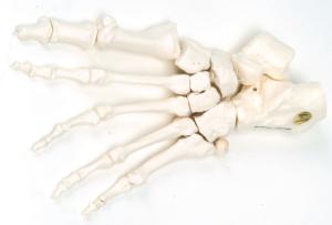 3B Scientific® Individual Bones