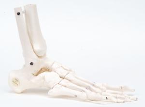 3B Scientific® Individual Bones