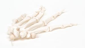 3B Scientific® Individual Bones