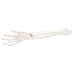 3B Scientific® Individual Bones