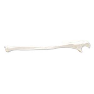 3B Scientific®  Ulna