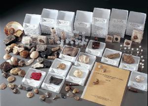 Survey of Invertebrate Fossils Collection