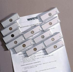 Ward's® Microfossil Strew Slide Set