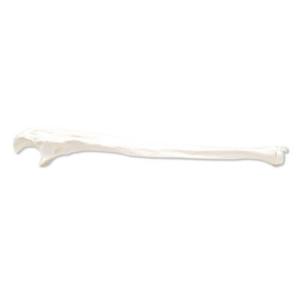 3B Scientific®  Ulna