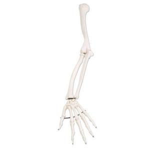 3B Scientific® Individual Bones