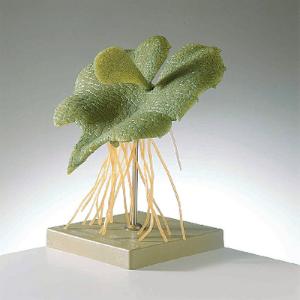 Somso® Fern Prothallium Model