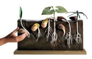 Somso® Comparative Germination Model