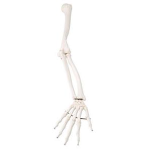 3B Scientific® Arm Skeleton