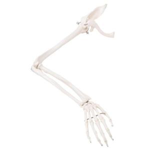 3B Scientific® Arm Skeleton