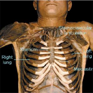Human 3-D Dissection CD-ROM