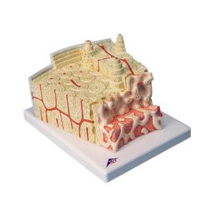 3B Scientific® MICROanatomy™ Bone Structure Model