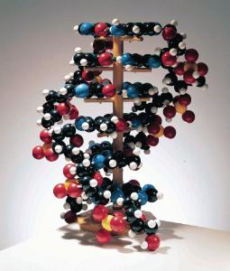 Denoyer-Geppert® Giant DNA Molecule Model