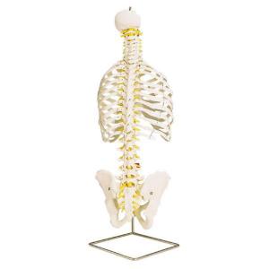 3B Scientific®  Classic Flexible Spine With Ribs