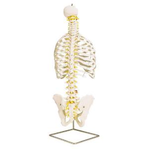 3B Scientific®  Classic Flexible Spine With Ribs