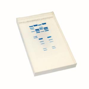 DNA Fingerprinting Simu-Gel