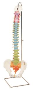 3B Scientific® Didactic Flexible Spine