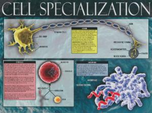 Cells: Structure, Function and Processes Posters