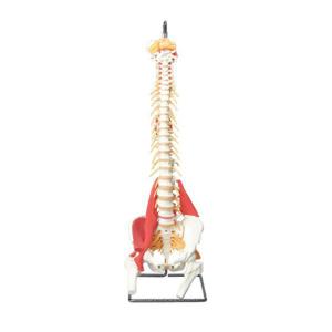Muscled Spine