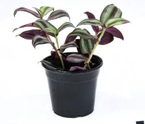 Wandering Jew