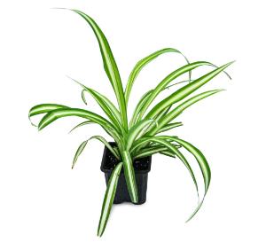 Spider Plant