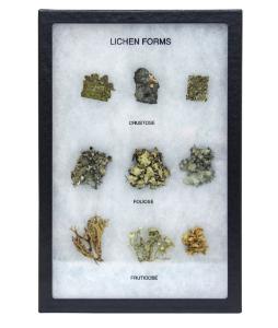 Lichen Forms, Riker Mount