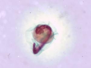 Zebrafish - Embryo (Yolk Sack)