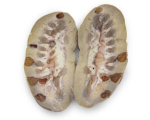 Preserved Pig Kidney with Polycystic Kidney Disease