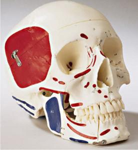 Denoyer-Geppert® Premier Skulls