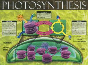 Cells: Structure, Function and Processes Posters