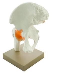 Hip Joint Model