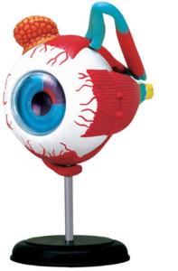 Eyeball Model