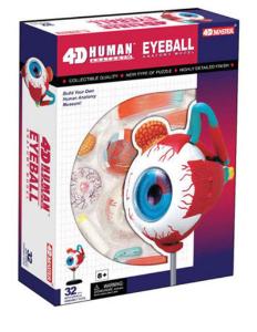 Eyeball Model